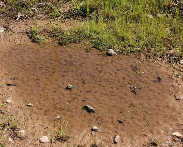 tadpole puddle