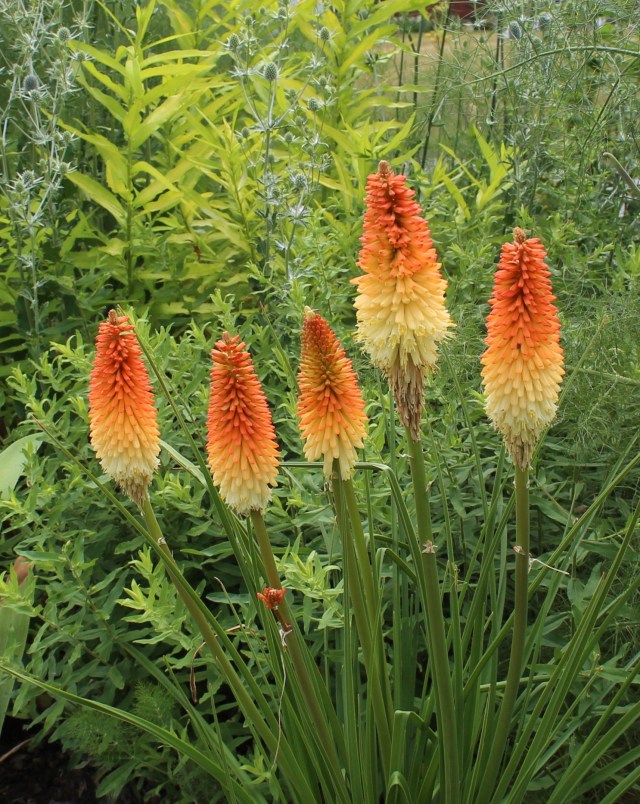 kniphofia