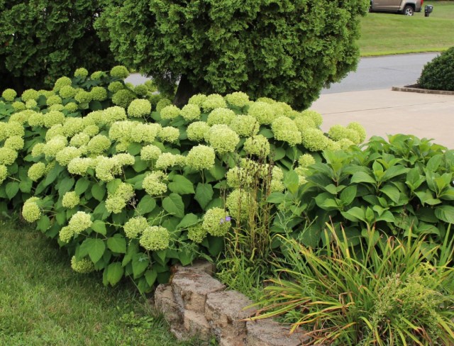 annabelle hydrangea green