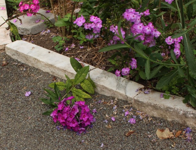 phlox sweet summer fantasy