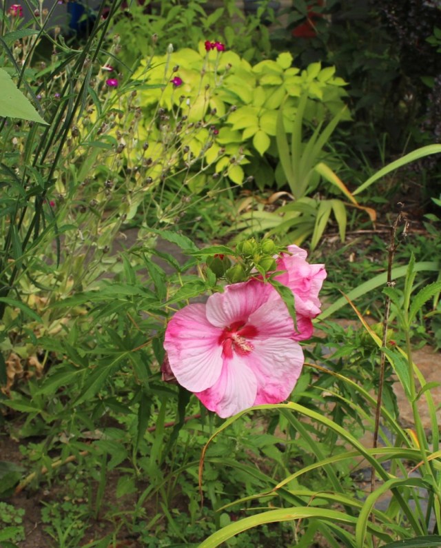 hibiscus turn of the century