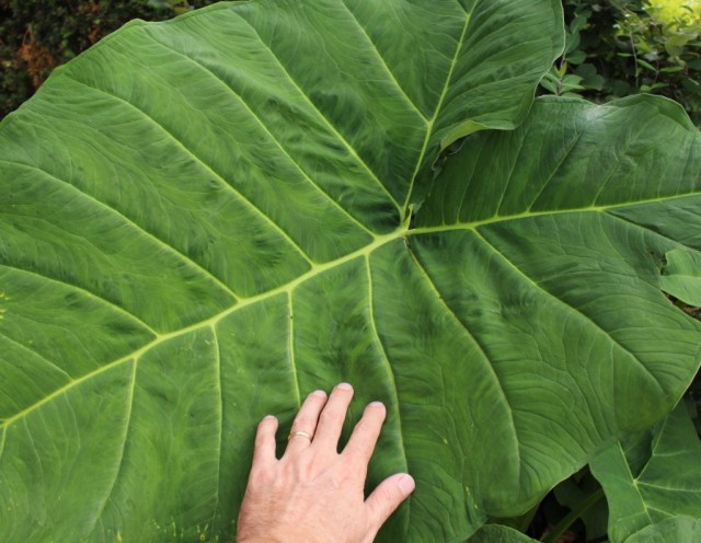 elephant ear