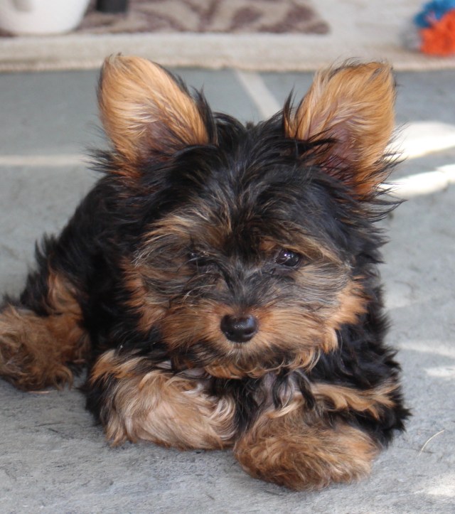 biscuit the yorkie