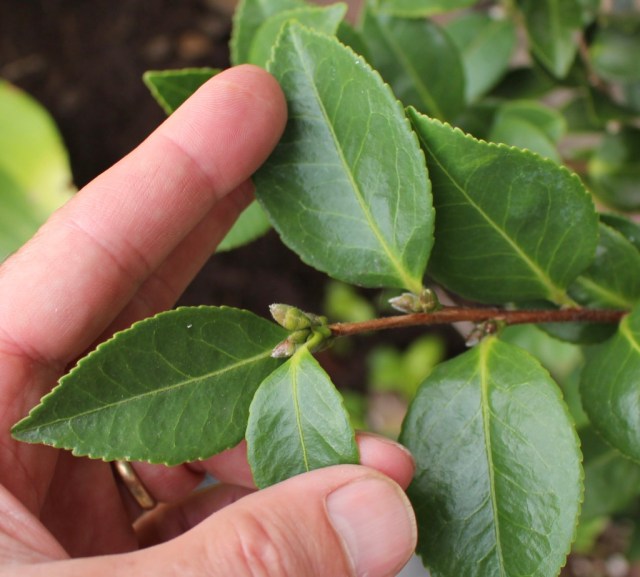 camellia ashtons supreme