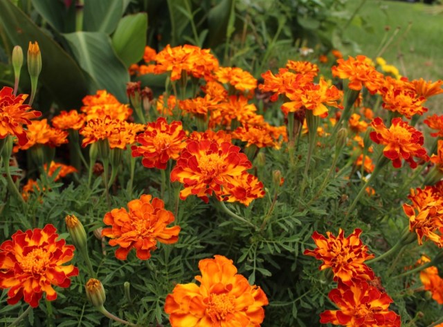 french marigold