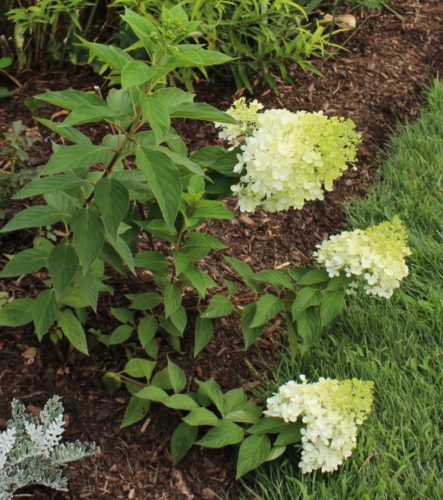 limelight hydrangea seedling
