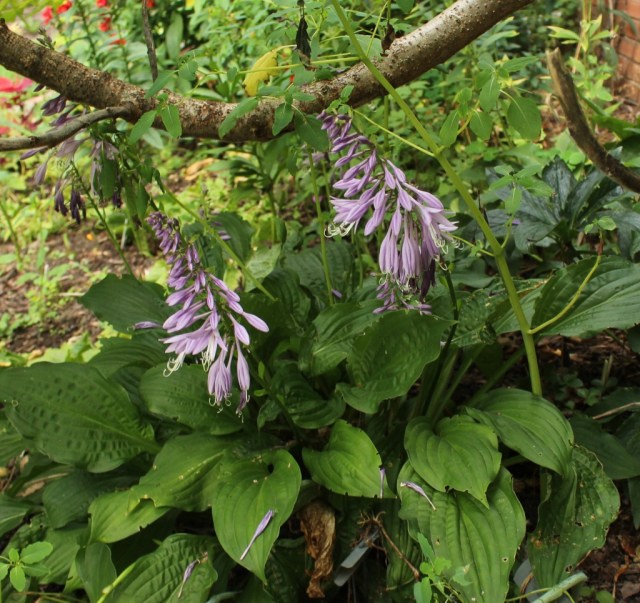 Hosta yingerii