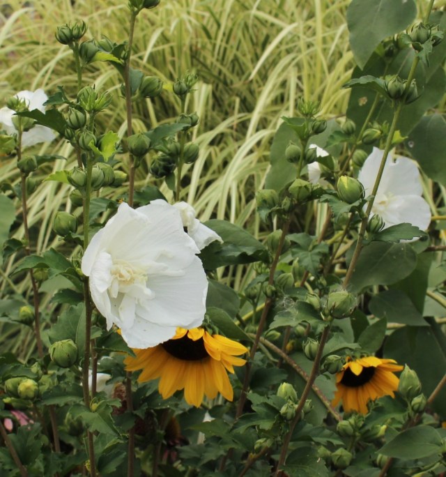 rose of sharon white chiffon