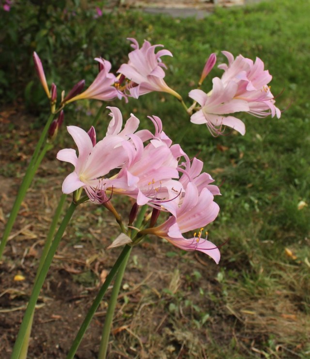 lycoris squamigera