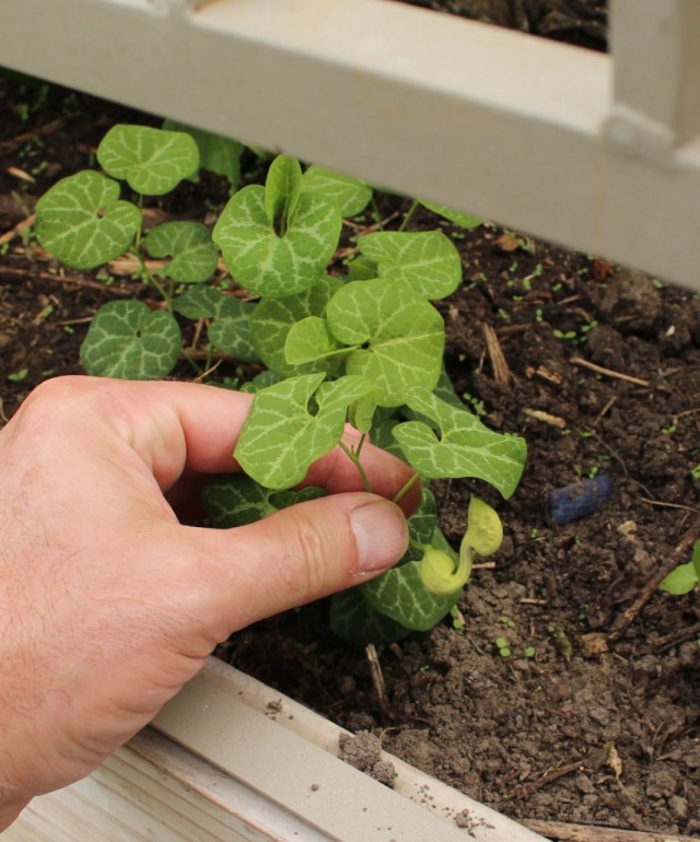 Aristolochia fimbriata