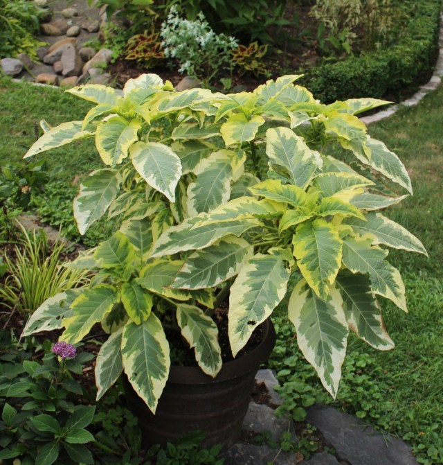 brugmansia miners claim