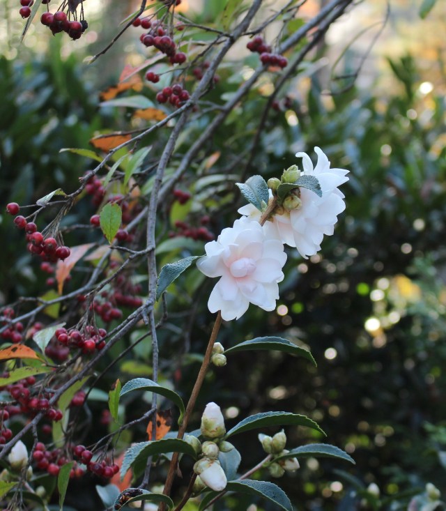 ackerman hybrid camellia