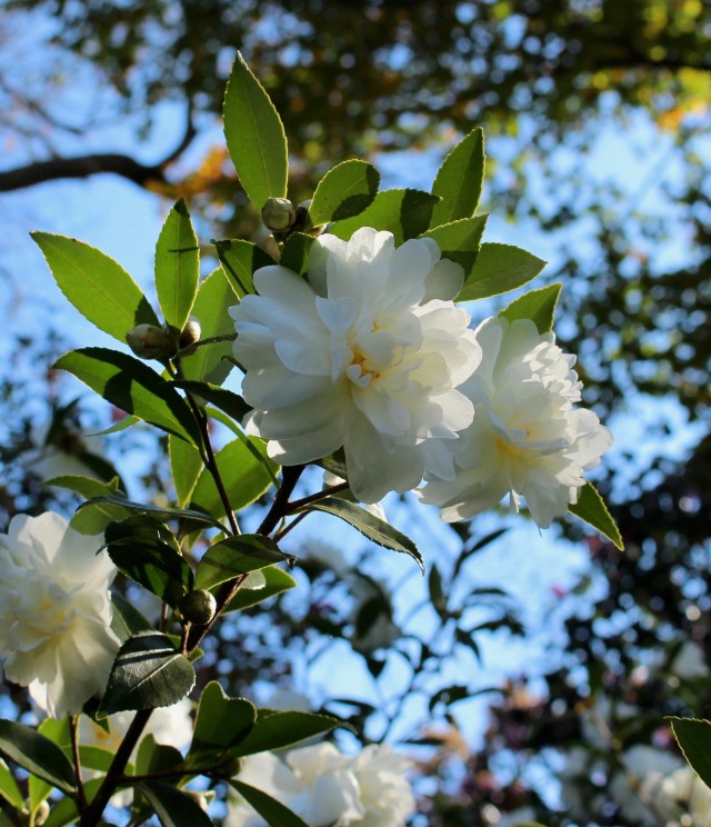 camellia snow flurry