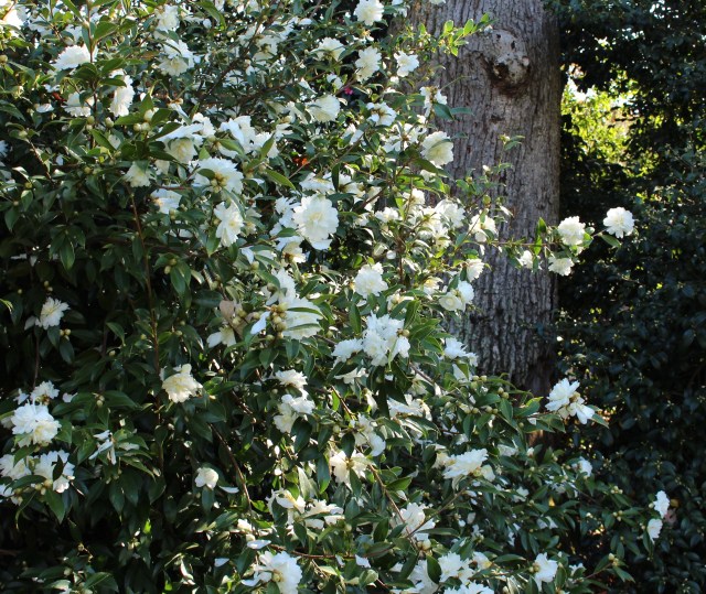 camellia snow flurry