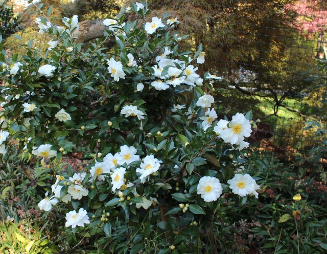 hardy camellia 