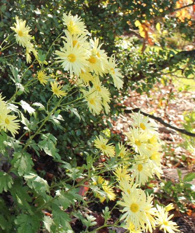 chrysanthemum gethsemane moonlight