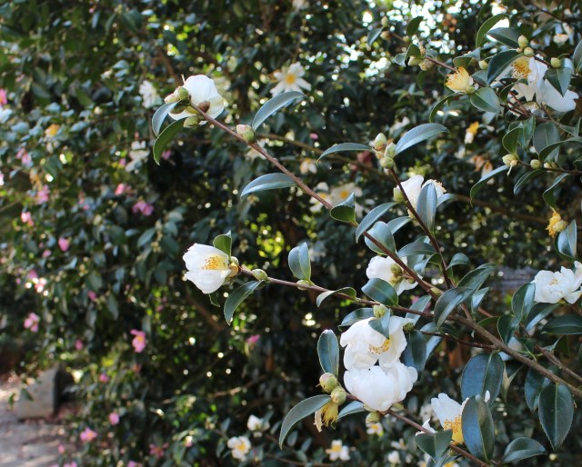 hardy camellia survivor