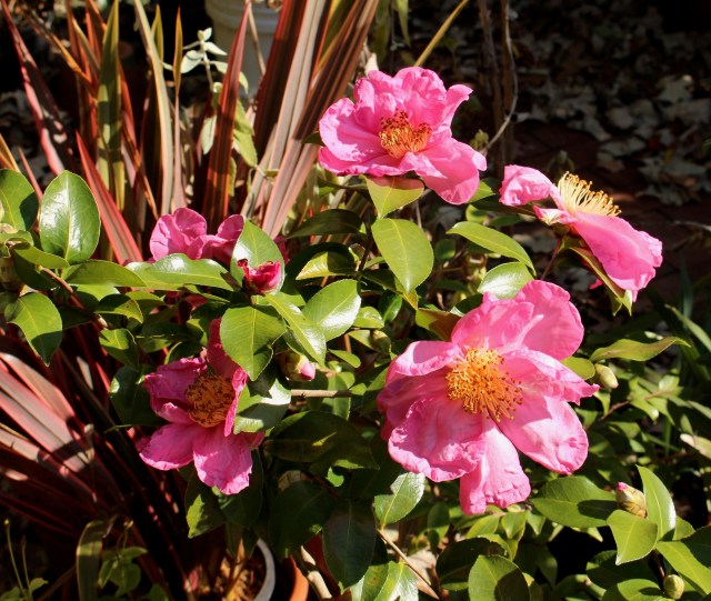 camellia moon festival