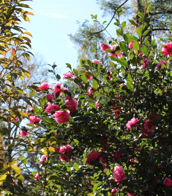 camellia autumn spirit