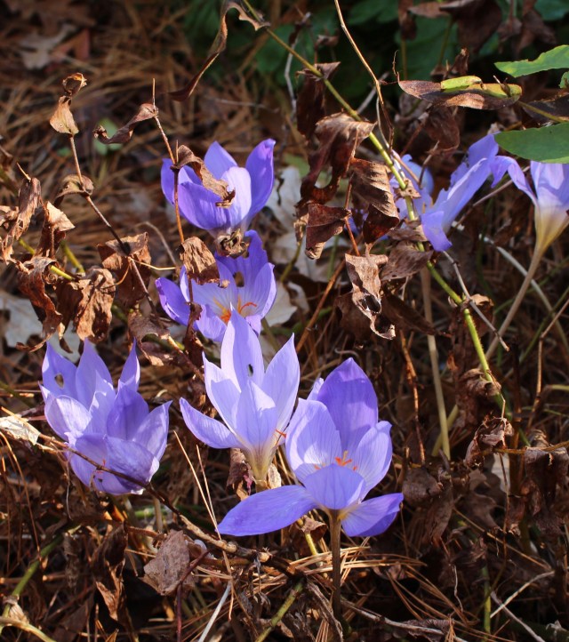 crocus speciosus