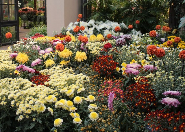 longwood chrysanthemums