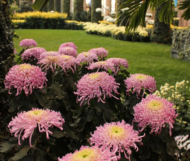 longwood chrysanthemums
