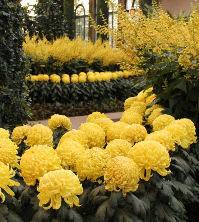 longwood chrysanthemums