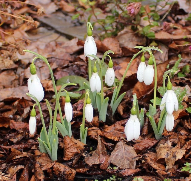 fall galanthus elwesii
