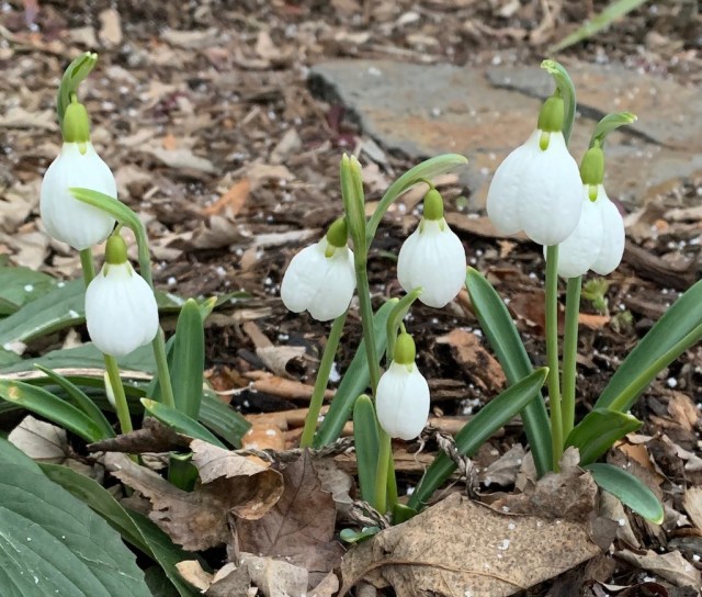 galanthus three ships