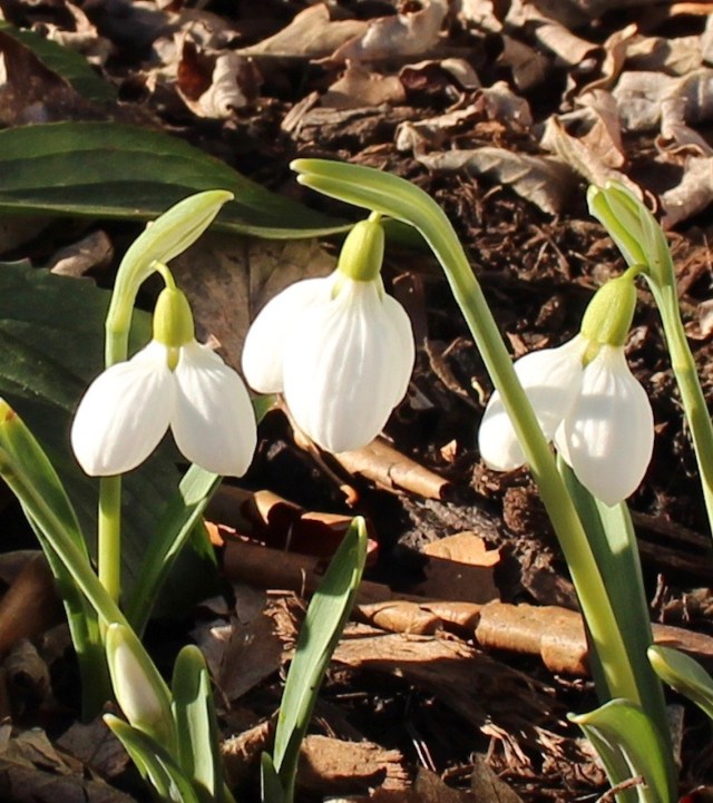 galanthus three ships