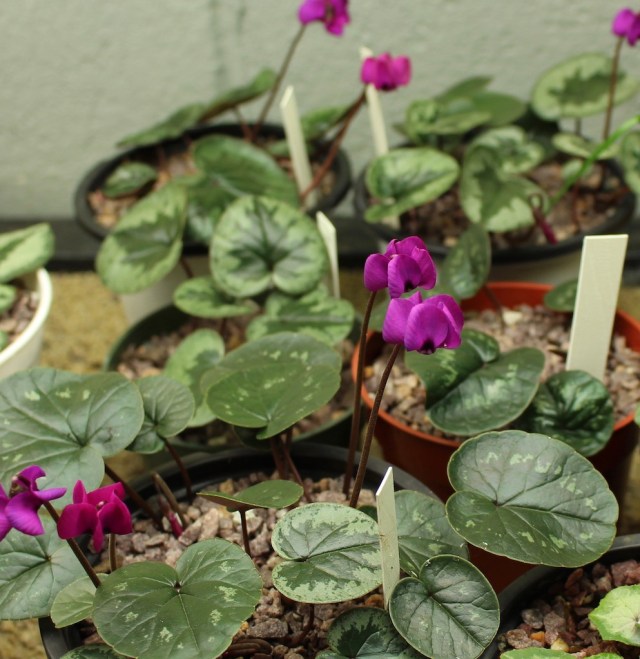 cyclamen coum