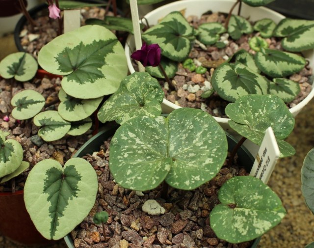 Cyclamen rhodium ssp peloponnesiacum