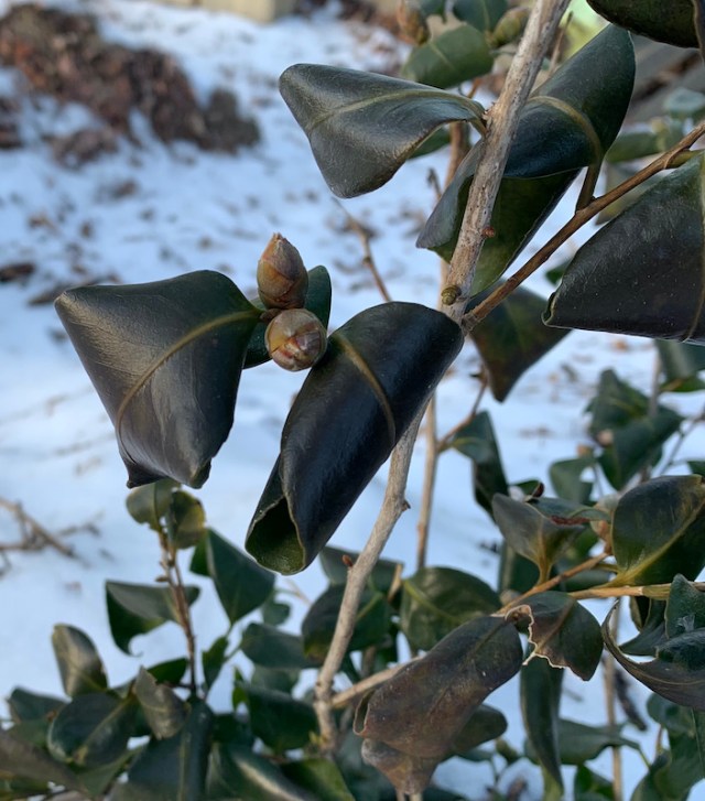 camellia in cold winter