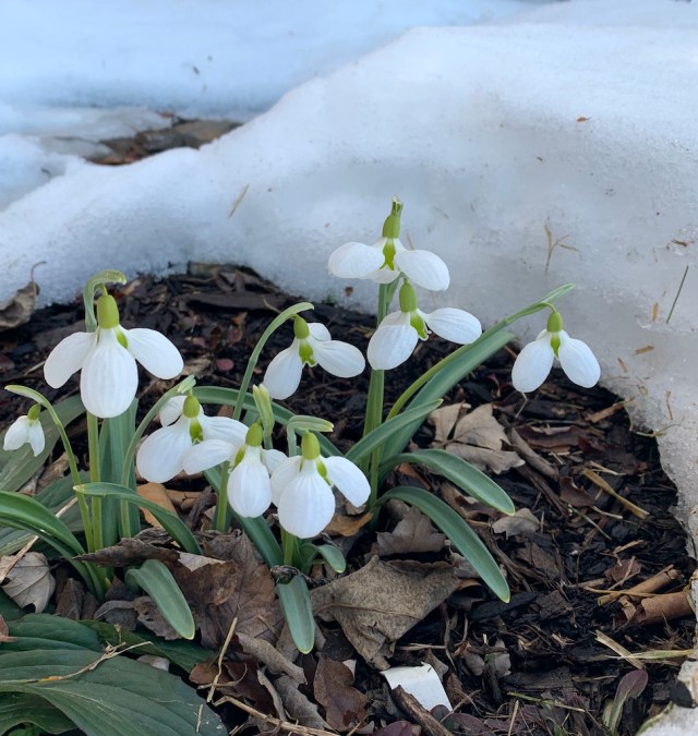 galanthus three ships