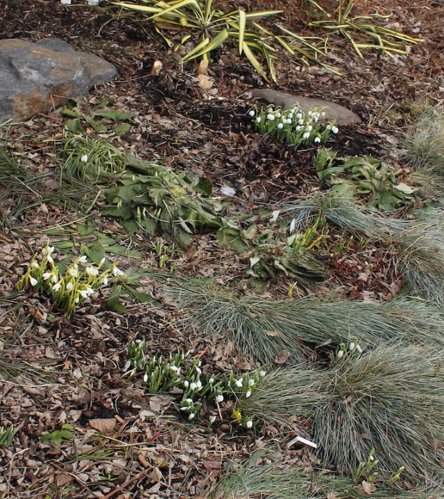 early snowdrops galanthus