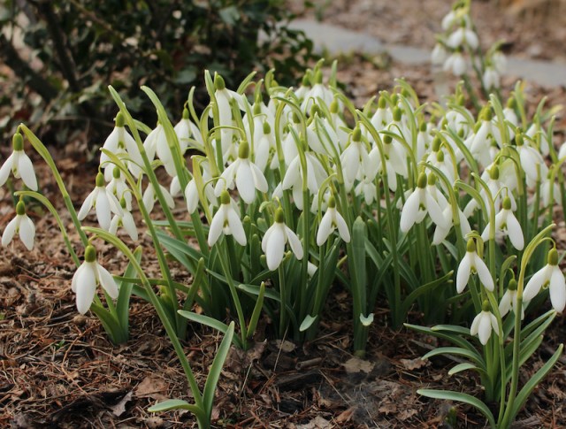 galanthus magnet