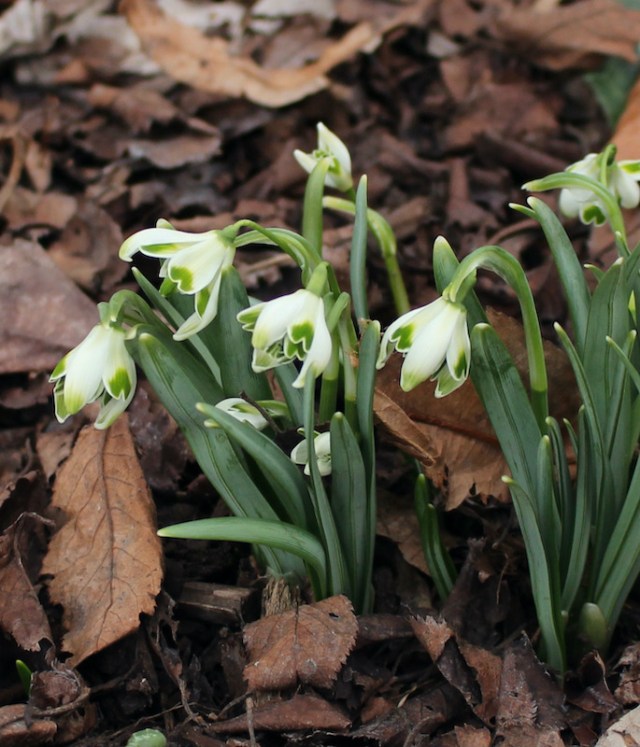 galanthus blewbury tart