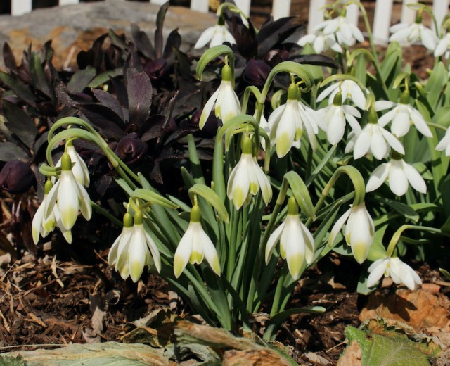 galanthus art nouveau