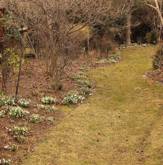 american snowdrop garden