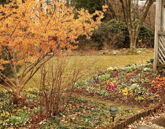 american snowdrop garden
