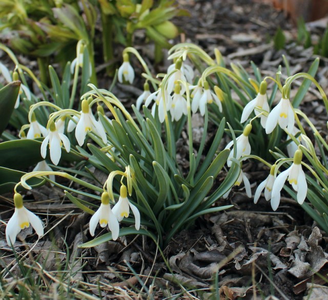 galanthus blonde inge
