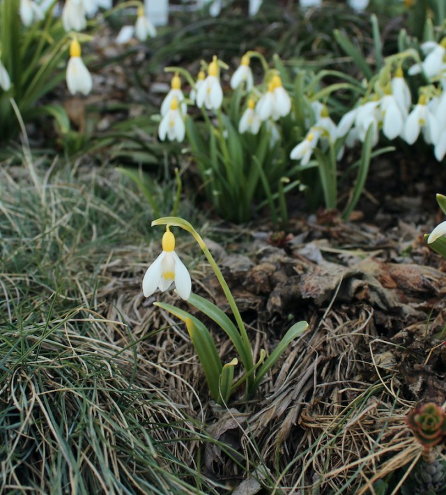 galanthus primrose warburg seedling