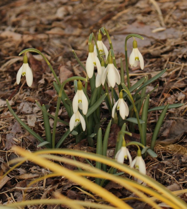 galanthus nivalis