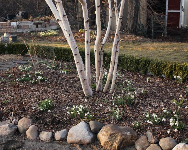 american snowdrop garden