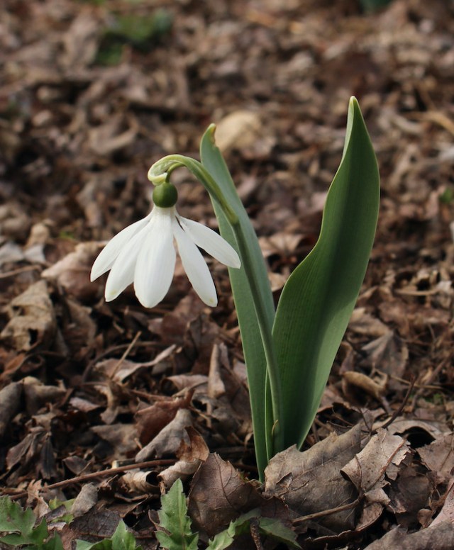 galanthus kermode bear
