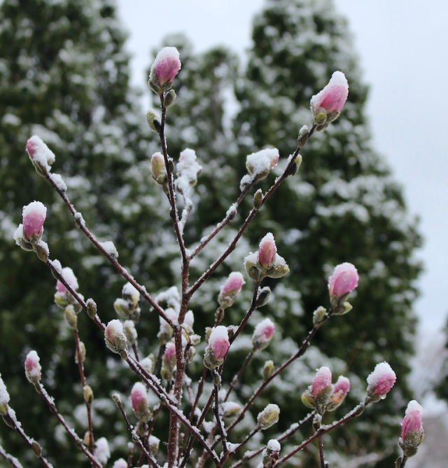 magnolia in snow