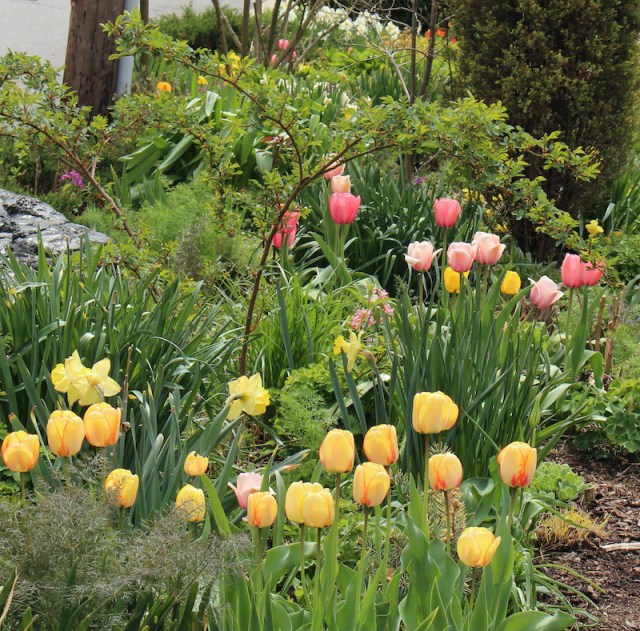 spring bulb garden