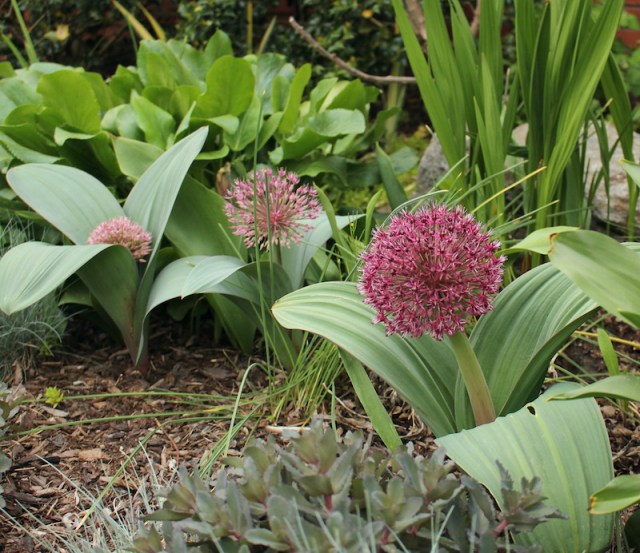 allium karataviense red