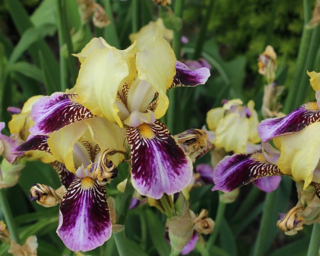 historic iris romeo