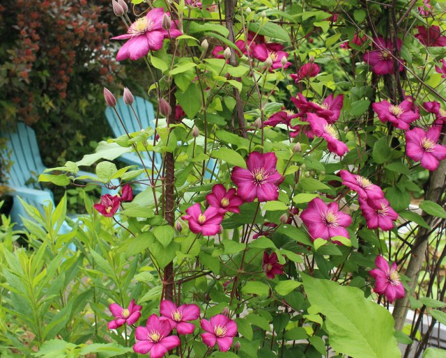 clematis ville de lyon